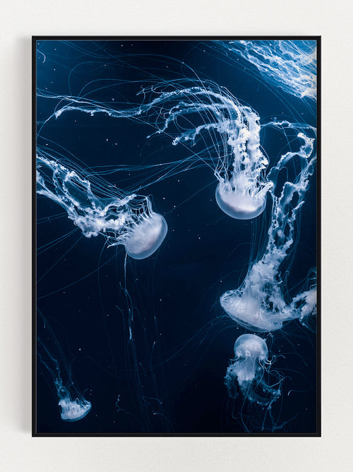 JellyFish In The Dark Poster