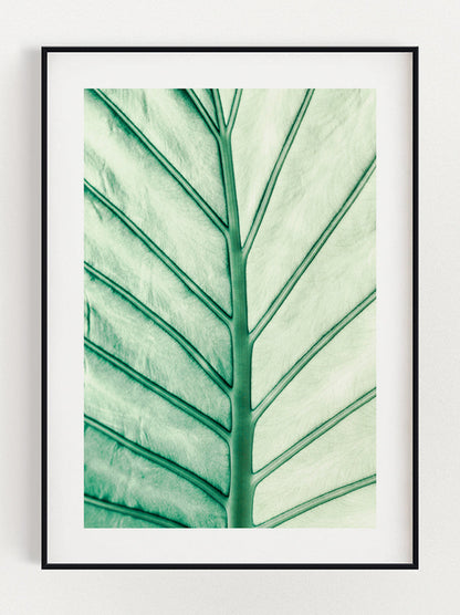 Leaf Of Light Poster